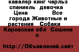  кавалер кинг чарльз спаниель -девочка › Цена ­ 45 000 - Все города Животные и растения » Собаки   . Кировская обл.,Сошени п.